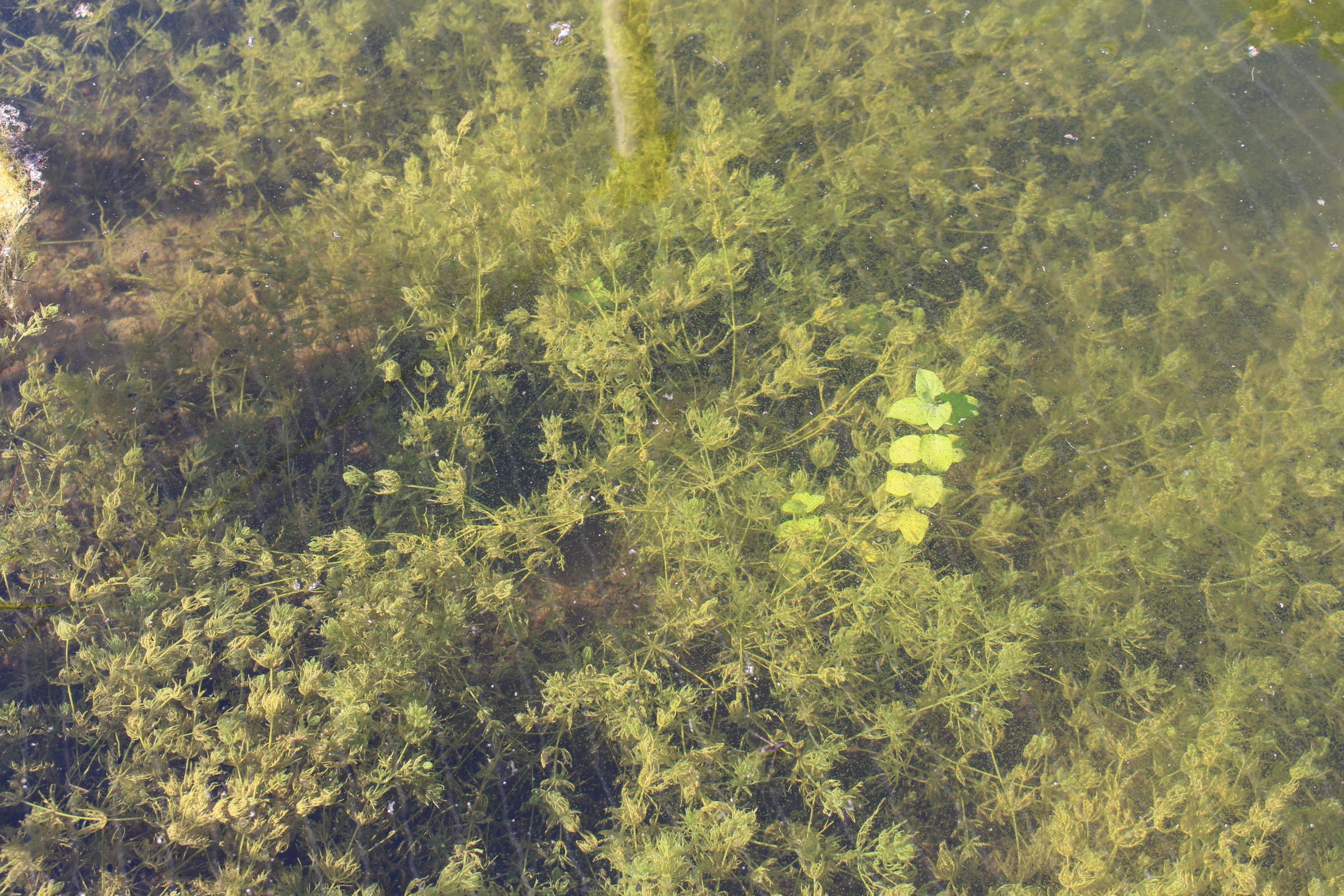 Return of the pondweeds Abbey Farm