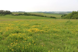 Grassland with kidney vetch and oxeye daisy