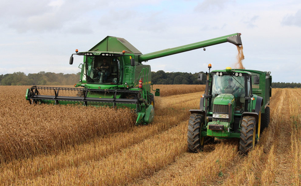 Harvesting millet