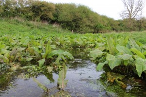 Winterbourne chalk stream