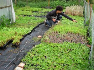 Wildflower plant rearing