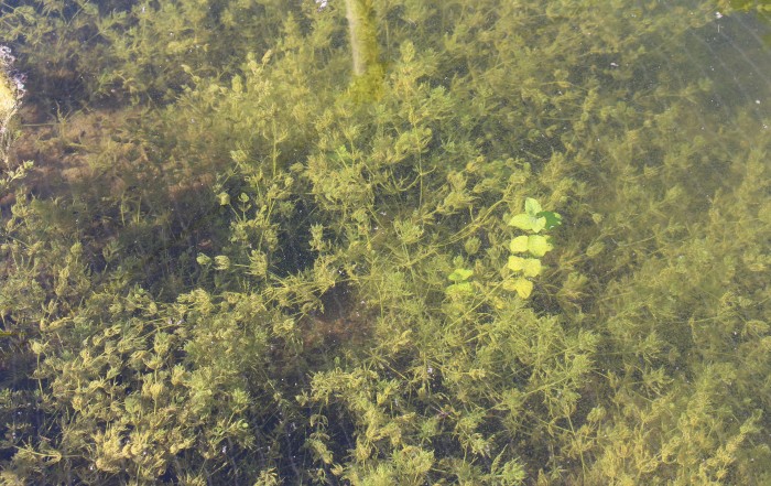Stonewort (Chara)